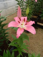 [4307 Crater GA No101.JPG]